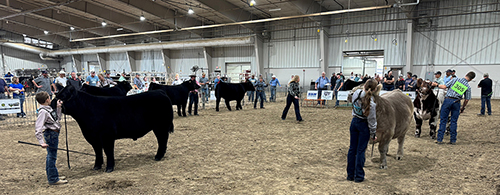 Norfolk Beef Expo Celebrates Diamond Jubilee at Northeast