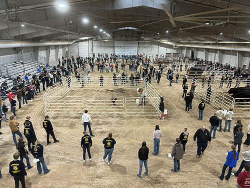 More than 500 students compete in livestock judging at Northeast