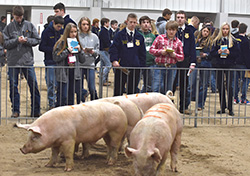 Nearly 500 students attend district livestock judging contest at Northeast 