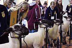 Over 500 students attend district livestock judging contest at Northeast 