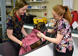 Vet Tech students pamper pooches