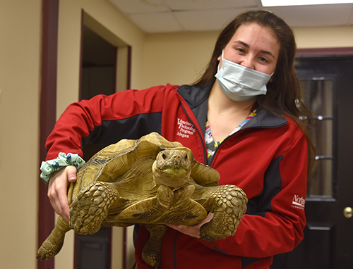 Vet Tech program acquires tortoise; two boxed turtles